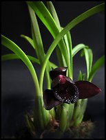 Maxillaria schunkeana. A species orchid ( color)