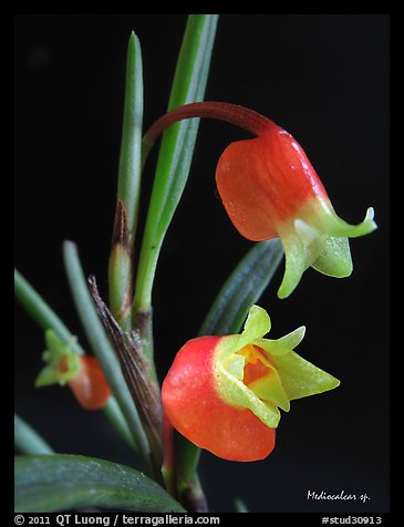 Mediocalcar sp. New Guinea. A species orchid (color)