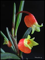 Mediocalcar sp. New Guinea. A species orchid (color)