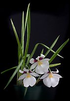 Miltoniopsis roezellii. A species orchid (color)