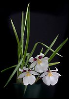 Miltoniopsis roezellii. A species orchid