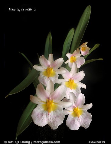 Miltoniopsis vexillaria. A species orchid (color)