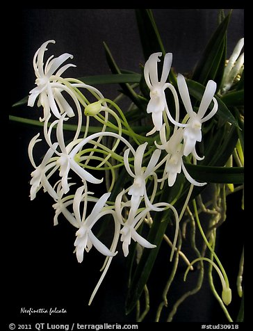 Neofinettia falcata. A species orchid