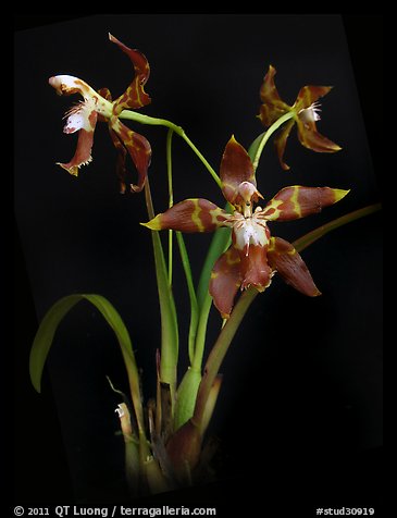 Odontoglossum armatum. A species orchid (color)