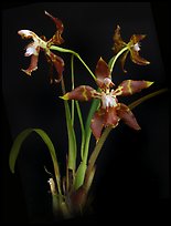 Odontoglossum armatum. A species orchid ( color)