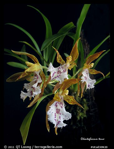 Odontoglossum tenue. A species orchid (color)
