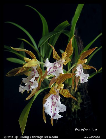 Odontoglossum tenue. A species orchid