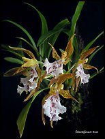 Odontoglossum tenue. A species orchid (color)