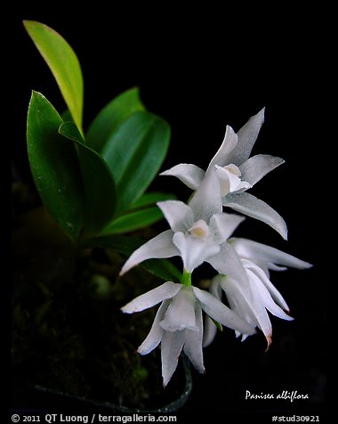 Panisea albiflora. A species orchid