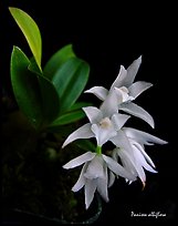 Panisea albiflora. A species orchid ( color)