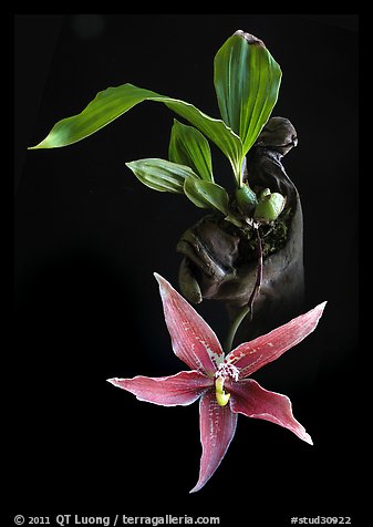 Paphinia cristata. A species orchid