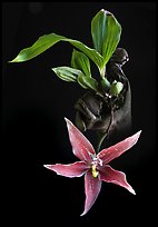 Paphinia cristata. A species orchid (color)