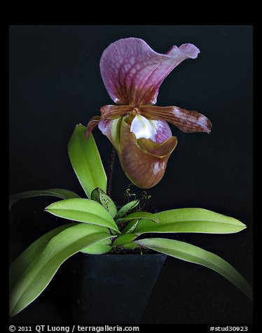 Paphiopedilum charlesworthii. A species orchid (color)
