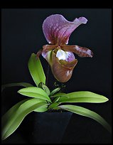 Paphiopedilum charlesworthii. A species orchid (color)