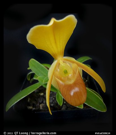 Paphiopedilum helenae. A species orchid (color)