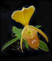 Paphiopedilum helenae. A species orchid ( color)