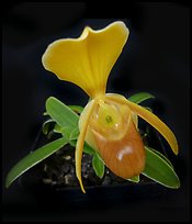 Paphiopedilum helenae. A species orchid