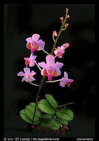 Phalaenopsis pulcherrima. A species orchid (color)