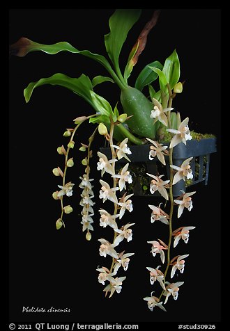 Pholidota chinensis. A species orchid