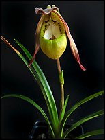 Phragmipedilum klothschianum. A species orchid ( color)