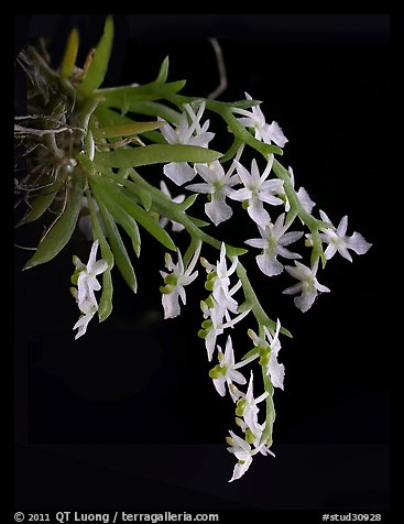 Phymatidium delicatulum. A species orchid (color)