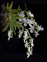 Phymatidium delicatulum. A species orchid ( color)