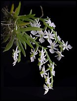 Phymatidium delicatulum. A species orchid