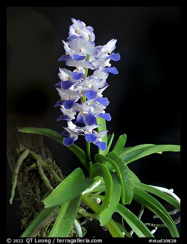 Phynchostylis coelestis. A species orchid