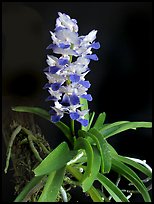 Phynchostylis coelestis. A species orchid ( color)