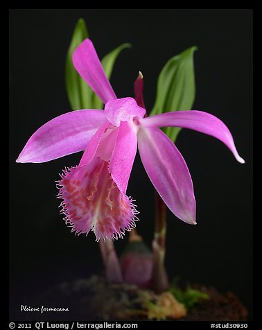Pleione formosana1. A species orchid (color)