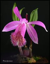 Pleione formosana1. A species orchid ( color)