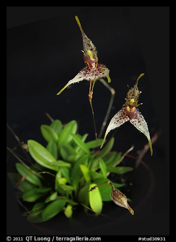 Pleurothallis alata. A species orchid (color)