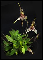 Pleurothallis alata. A species orchid