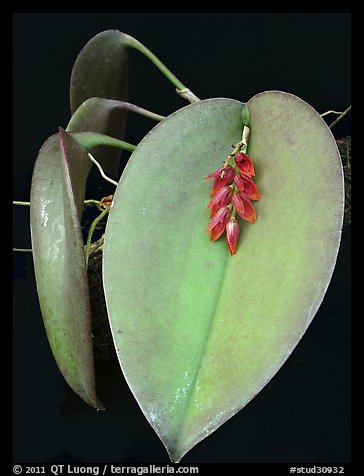 Pleurothallis hamosa. A species orchid (color)