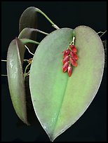 Pleurothallis hamosa. A species orchid