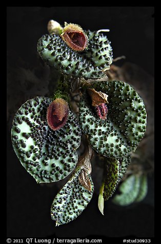 Pleurothallis melanopoda. A species orchid (color)