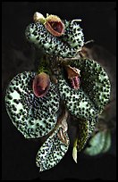 Pleurothallis melanopoda. A species orchid ( color)