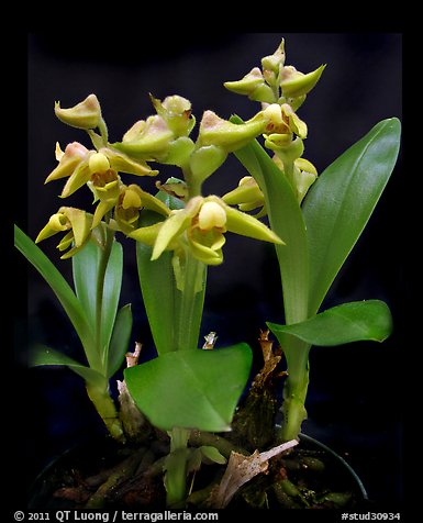 Polystachya zambesiana. A species orchid (color)