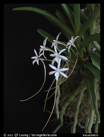 Rangaeris amaniensis. A species orchid (color)