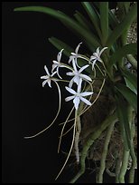 Rangaeris amaniensis. A species orchid ( color)