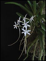 Rangaeris amaniensis. A species orchid