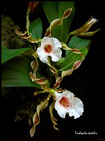 Trichopilia tortilis plant. A species orchid ( color)