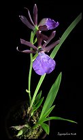 Zygosepalum triste. A species orchid ( color)