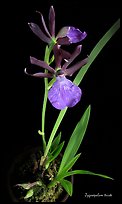 Zygosepalum triste. A species orchid (color)