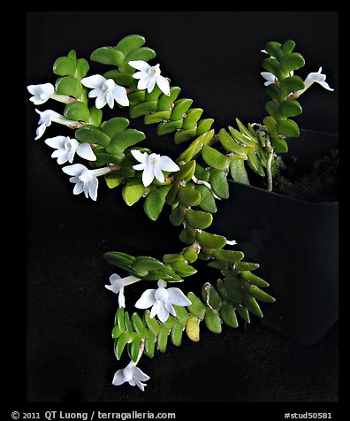 Angraecum distichum. A species orchid