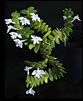 Angraecum distichum. A species orchid