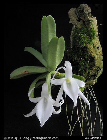 Angraecum equitans. A species orchid (color)