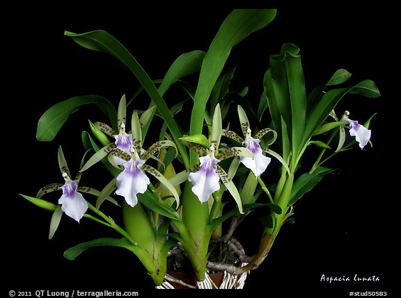 Aspacia lunata. A species orchid (color)