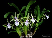 Aspacia lunata. A species orchid