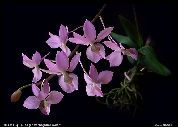 Barkeria melanocaulon. A species orchid